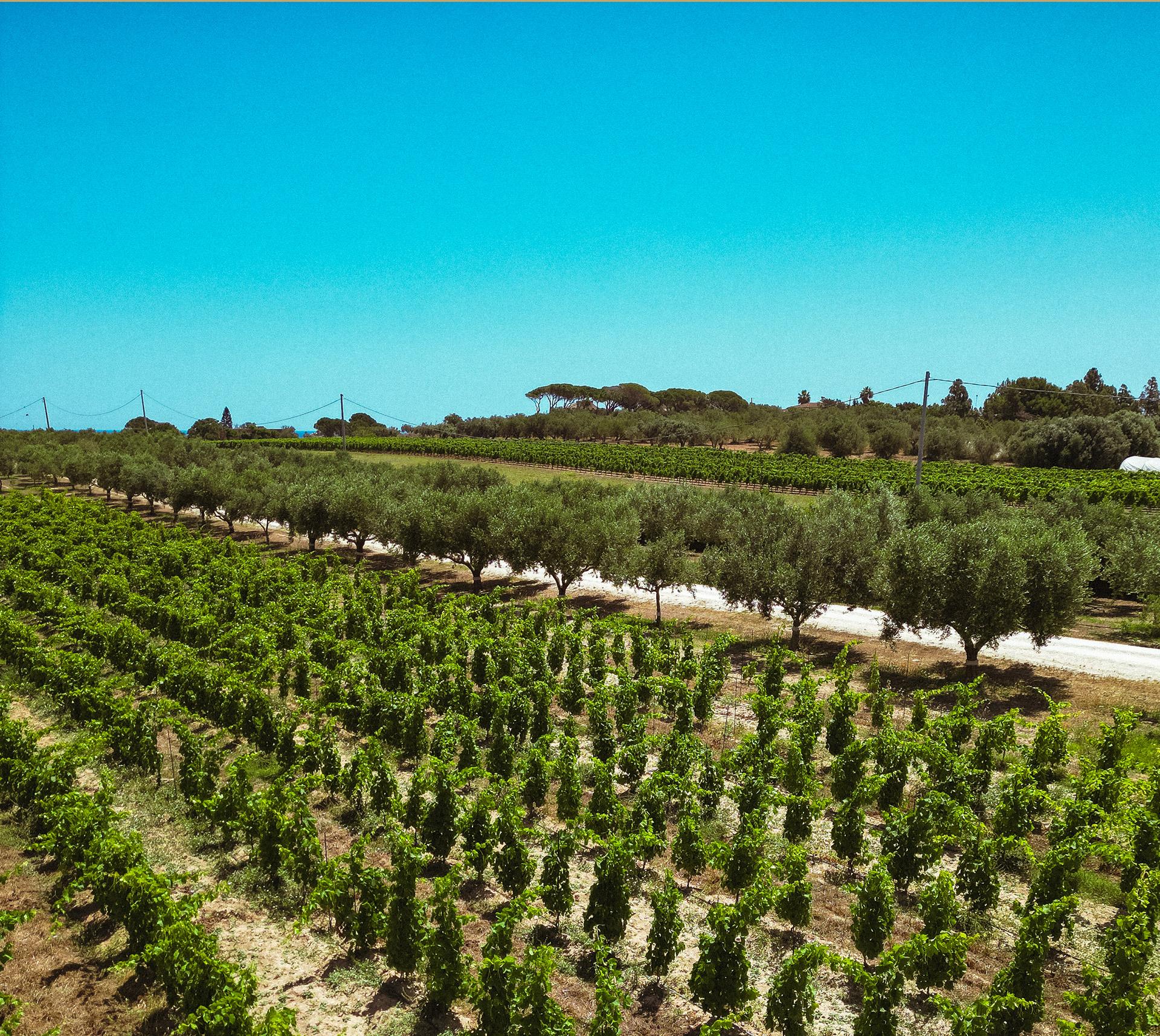 Vigneti Casa Scalecci